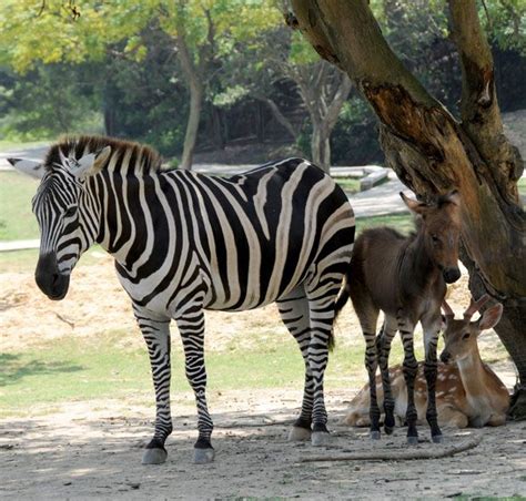 are there zebras in china